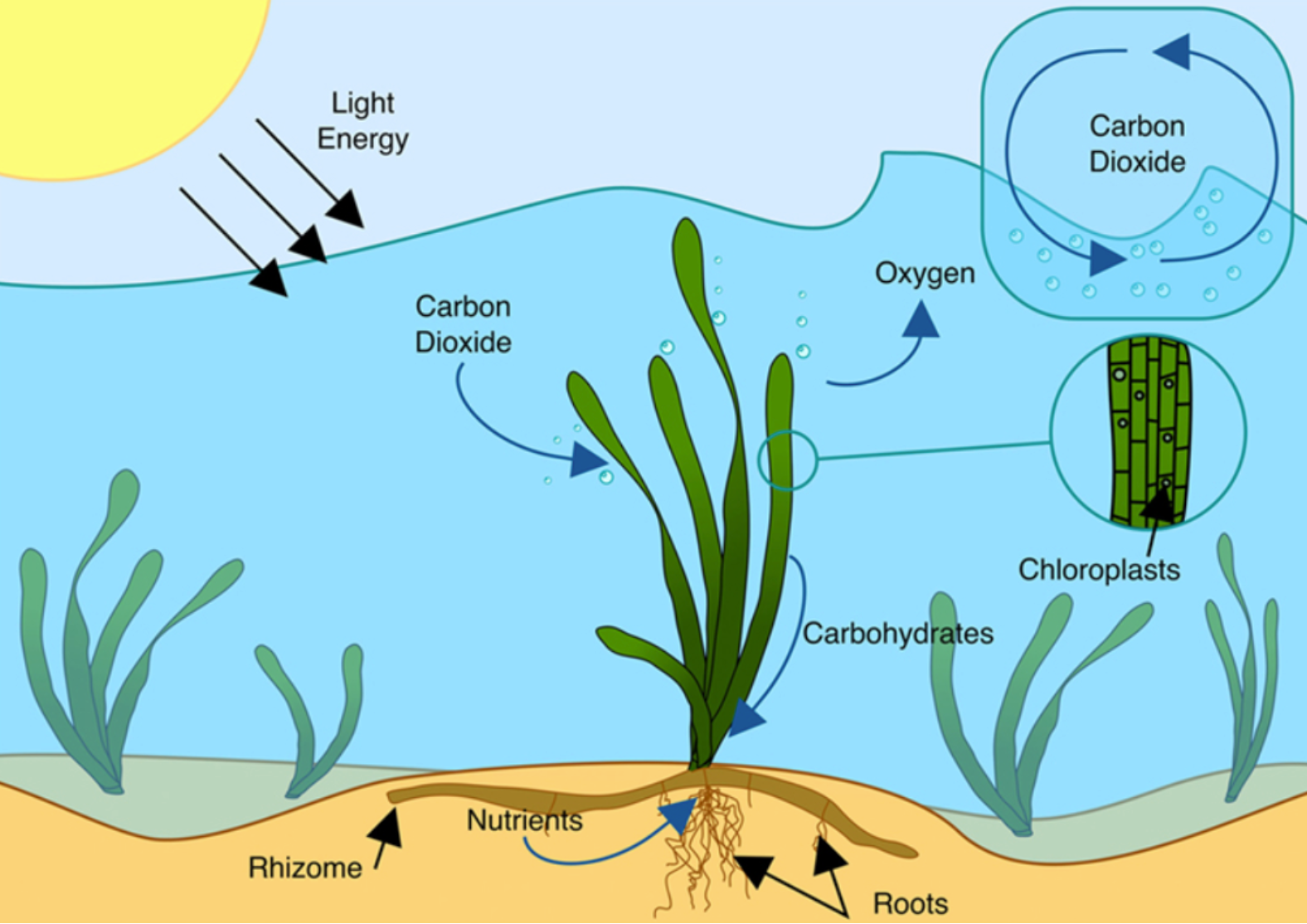 photosynthesis