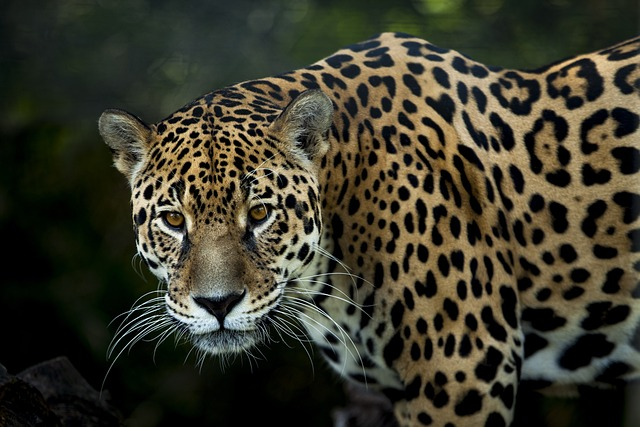 jaguar, feline, predator