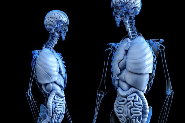 anatomical, anatomy, body with nervous system