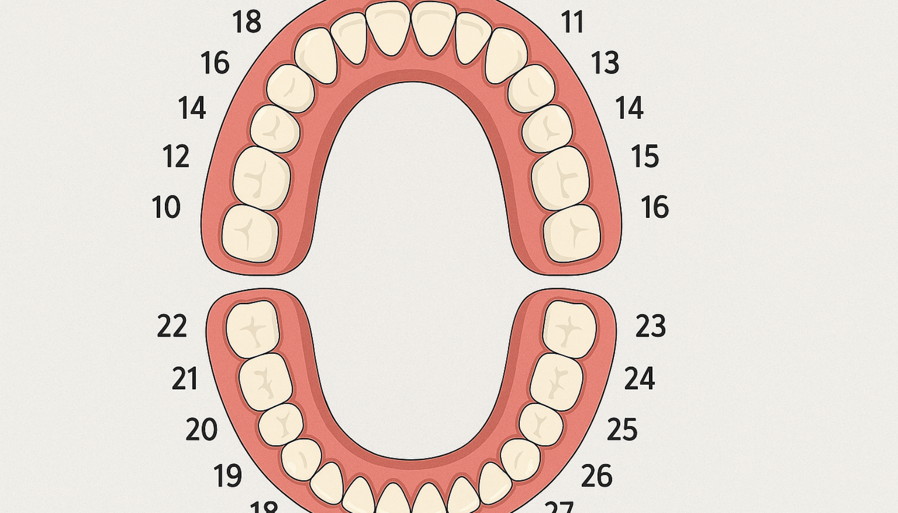 Illustrasjon av tannsett med nummerering som viser hvordan tannleger holder oversikt over hver enkelt tann.