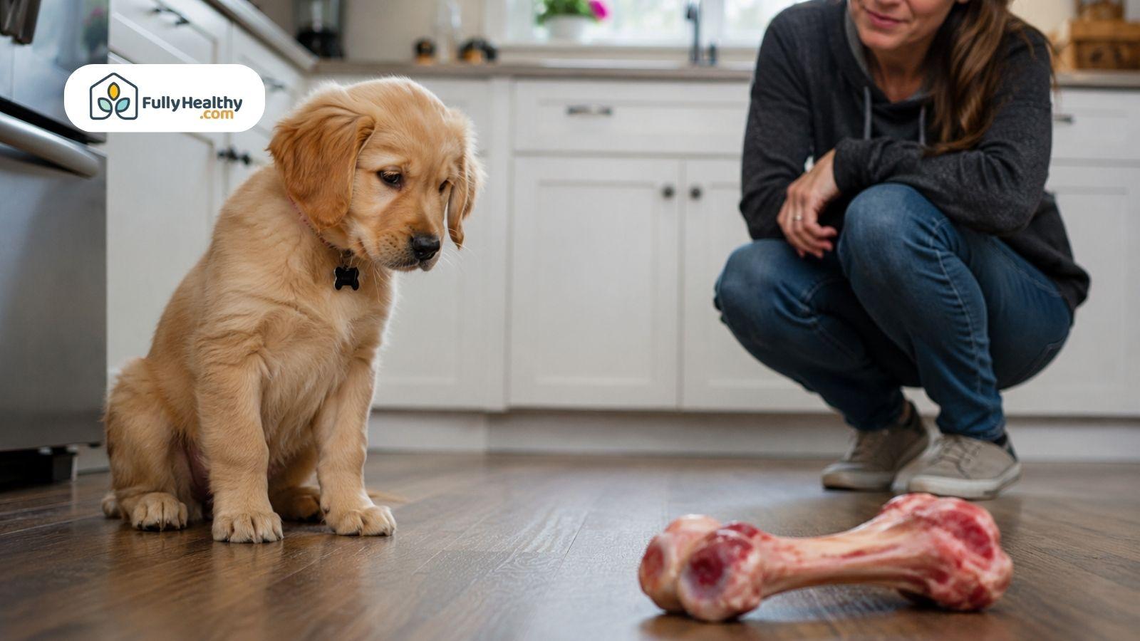 Golden retriever puppy watching lamb bone while owner supervises indoors