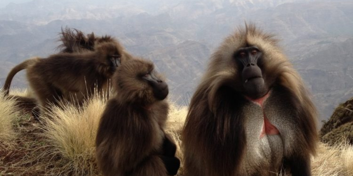 interesting animals in Ethiopia