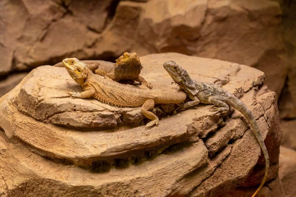 Can 2 Bearded Dragons Live Together? BeardiesRule