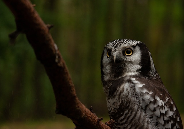 Owl, northern hawk-owl, Birds that start with N