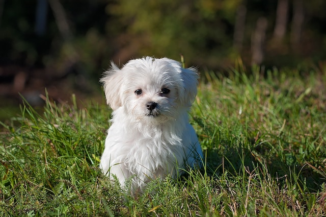 Puppy cheap teething solutions