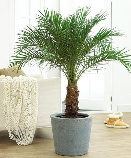 palm trees, indoor palm