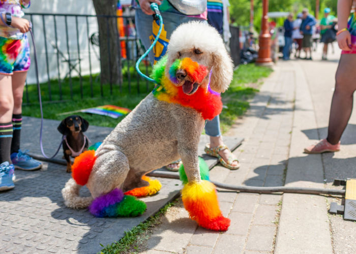Poodle dyed with rainbow colors for Pride parade