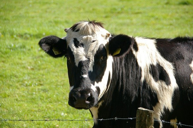 Thyrovanz contains bovine thyroid glands from New Zealand cattle