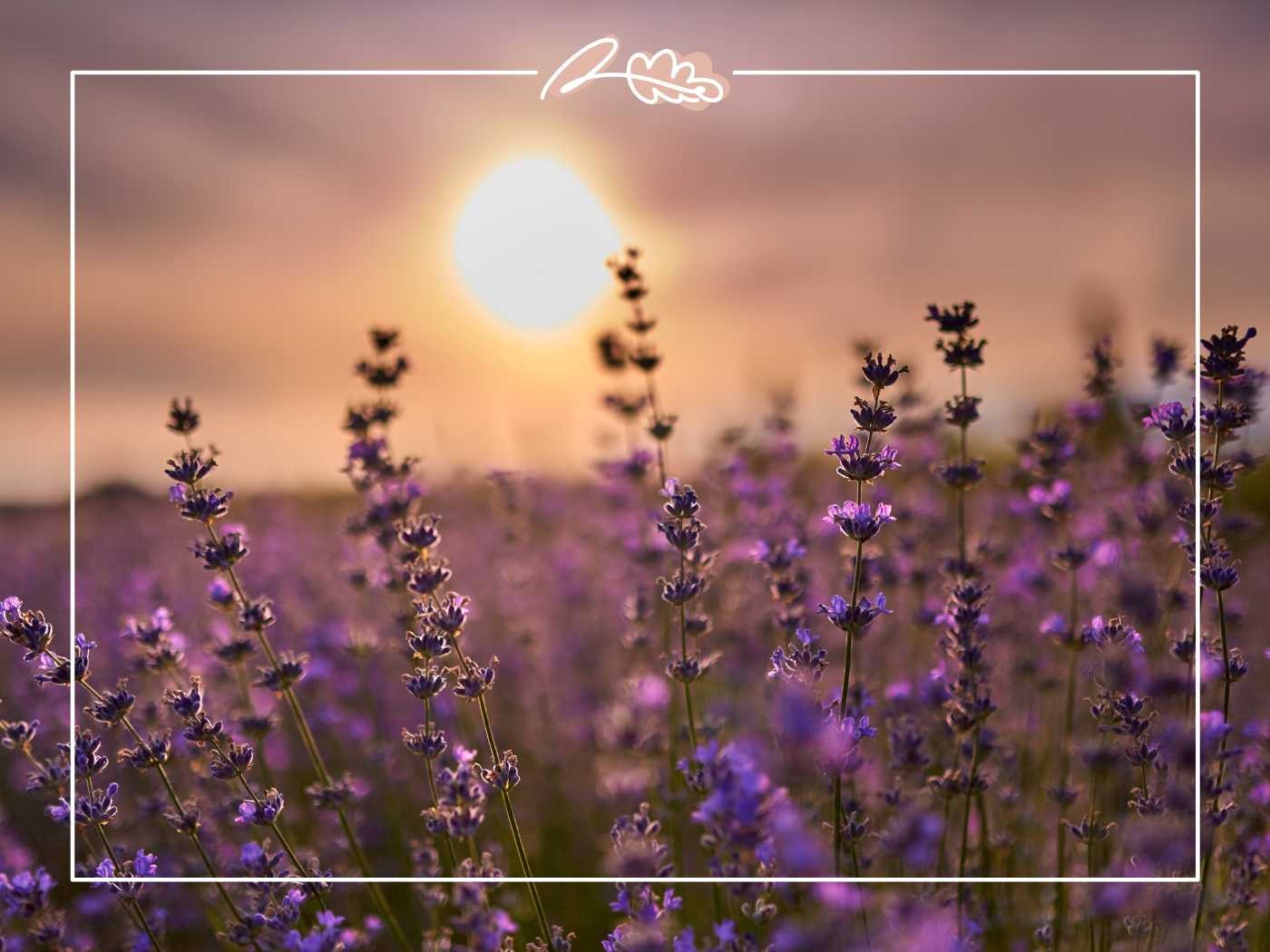 A field of lavender flowers bathed in the soft light of a sunset, creating a serene atmosphere. Fabulous Flowers and Gifts.