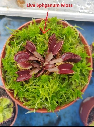Direct sunlight, venus flytraps thrive