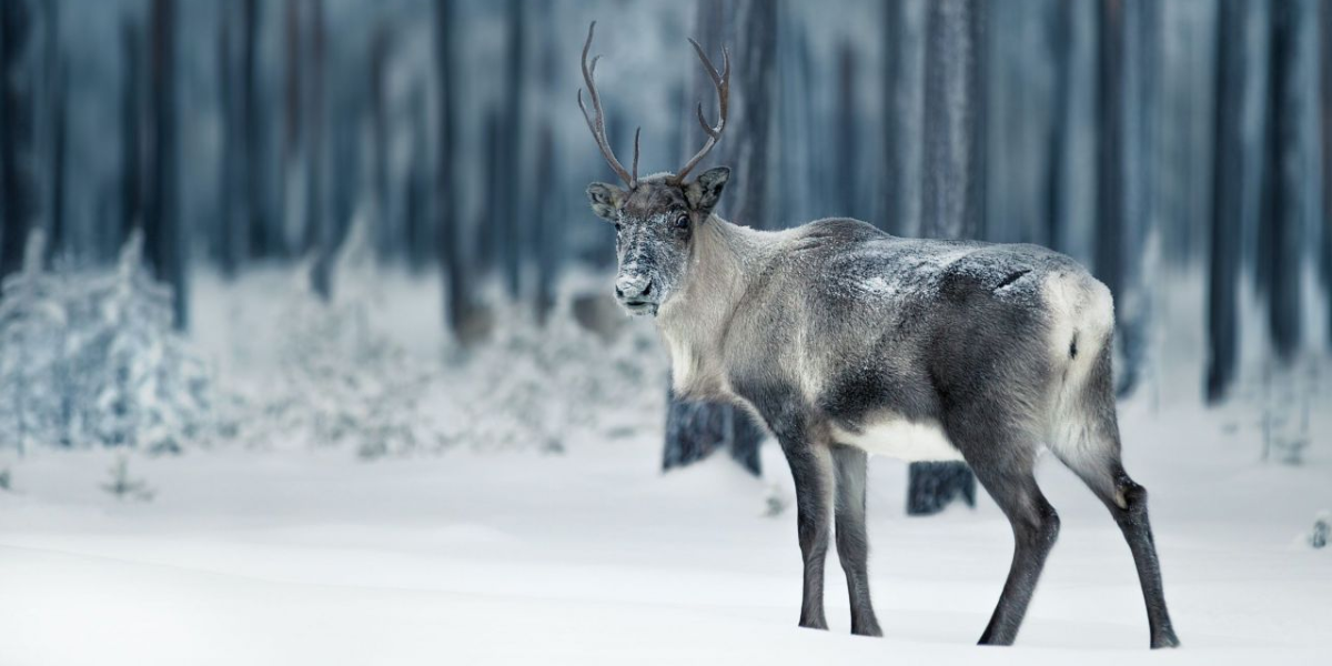 interesting animals in greenland