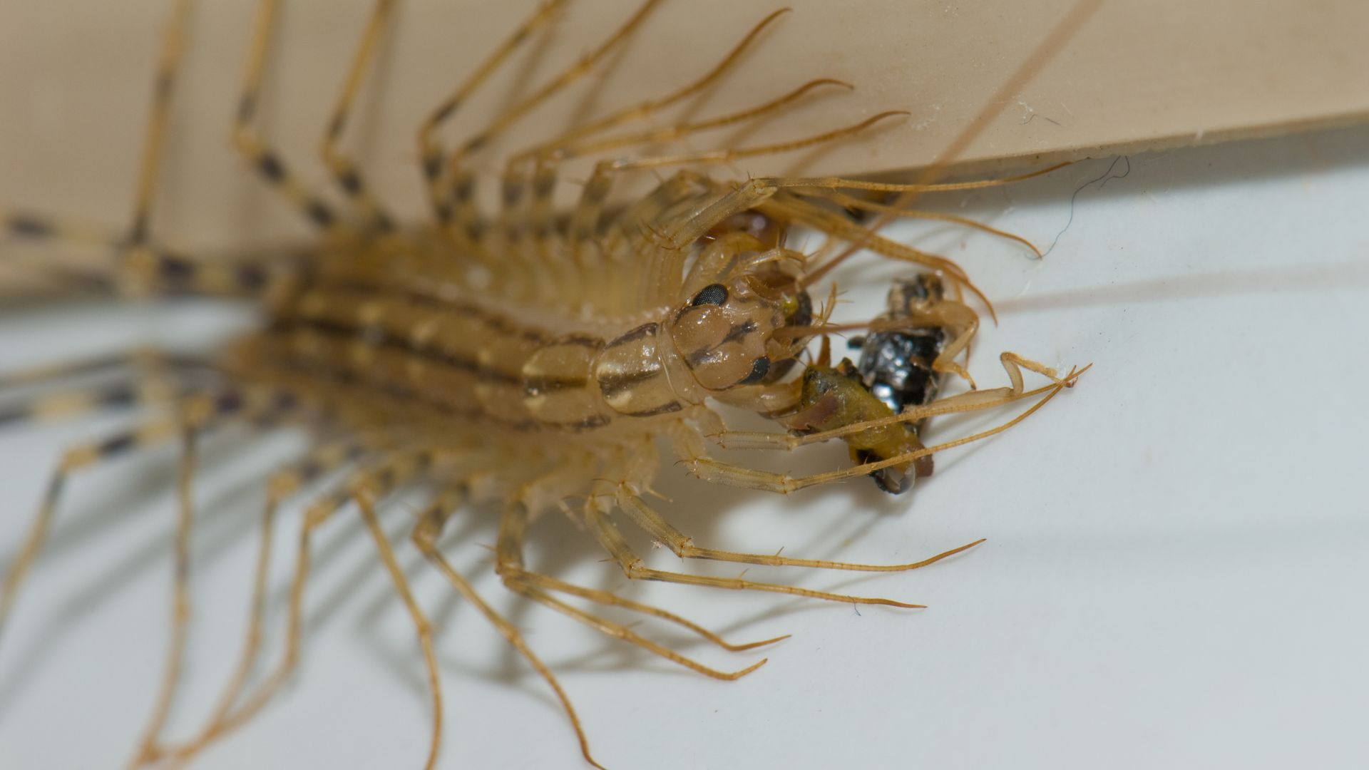 An image of a centipede feeding on an insect.