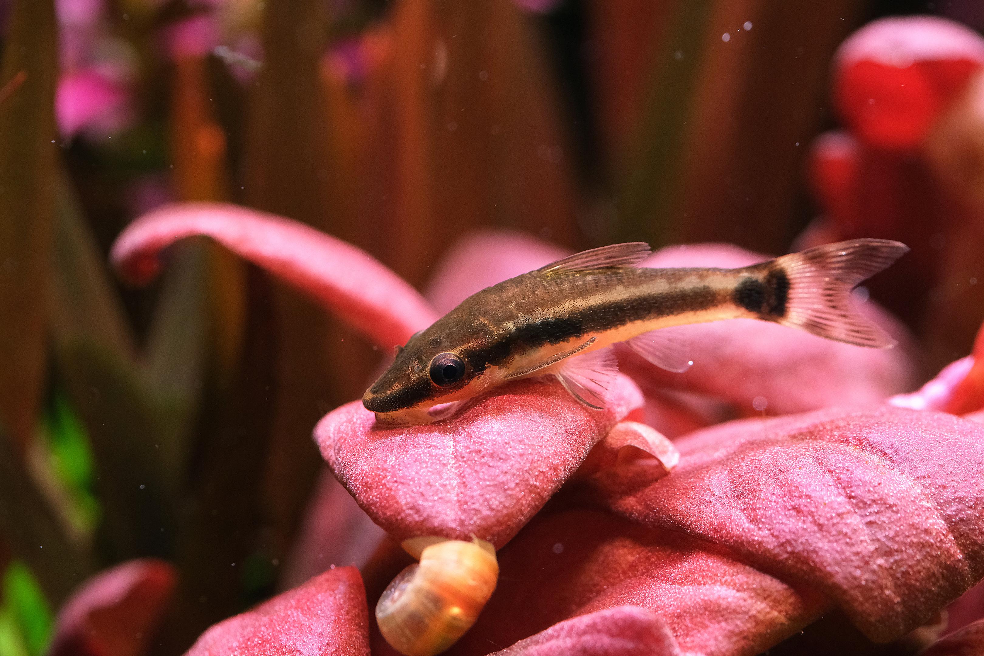 Close up of Otocinclus catfish on red Lysimachia parvifolia (Samolus parviflorus red) leaf