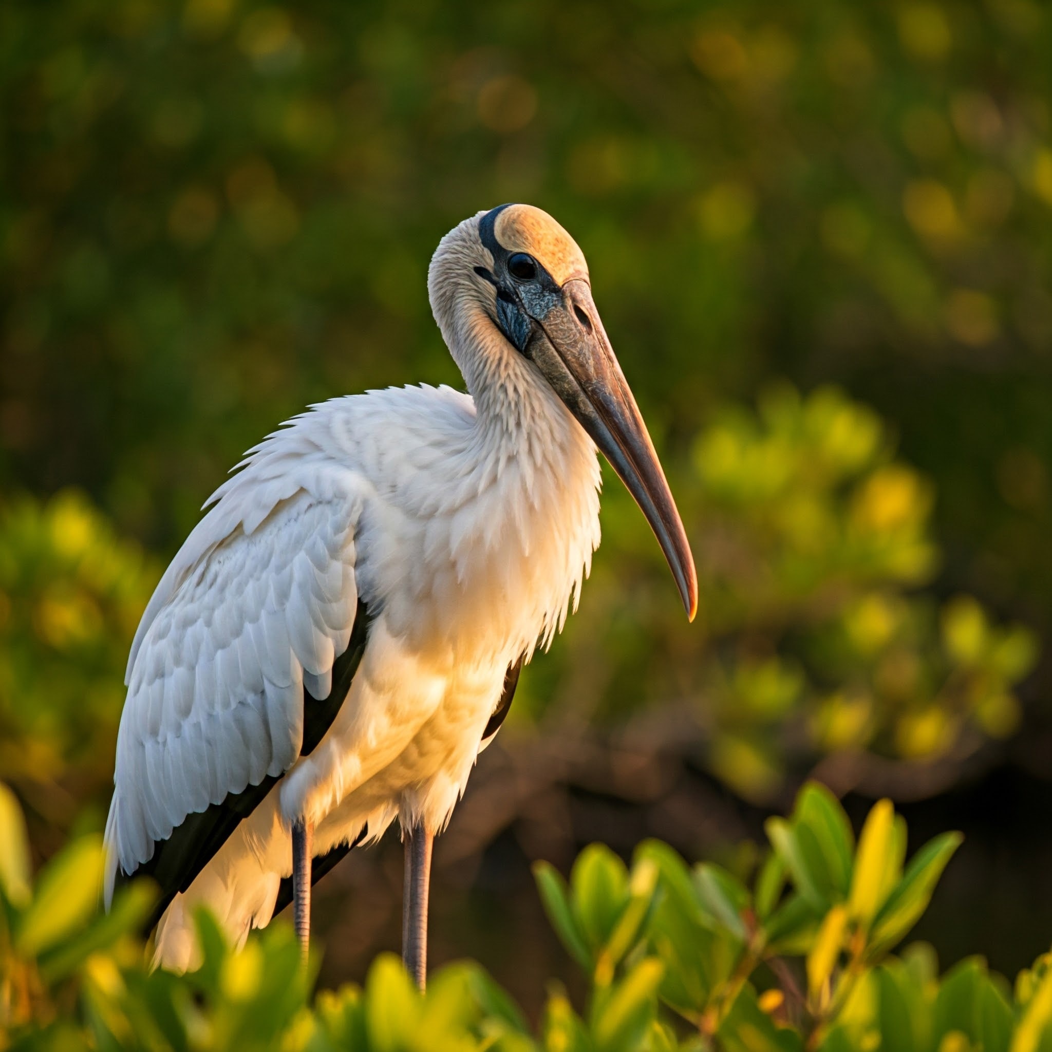 Florida's Endangered Birds