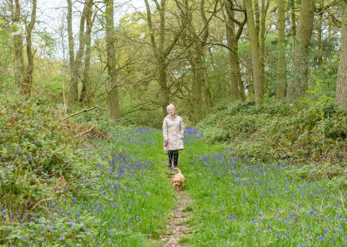 places to see bluebells and wild flowers
