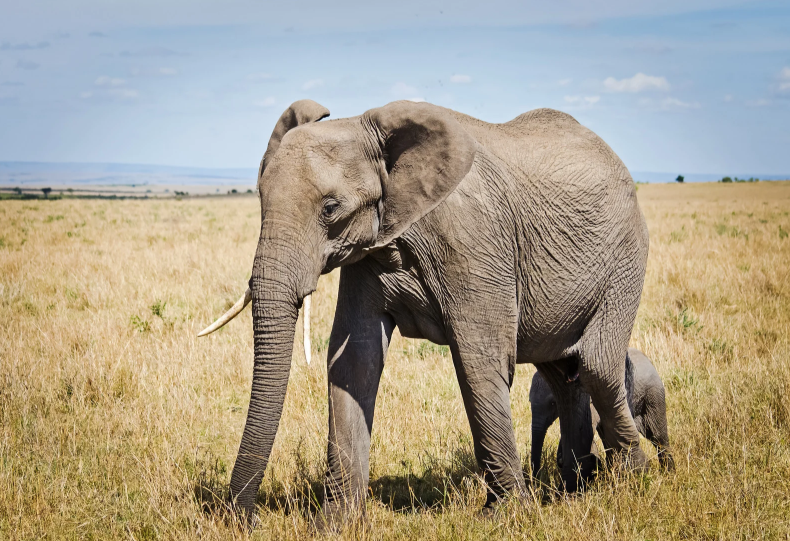 best animal charities