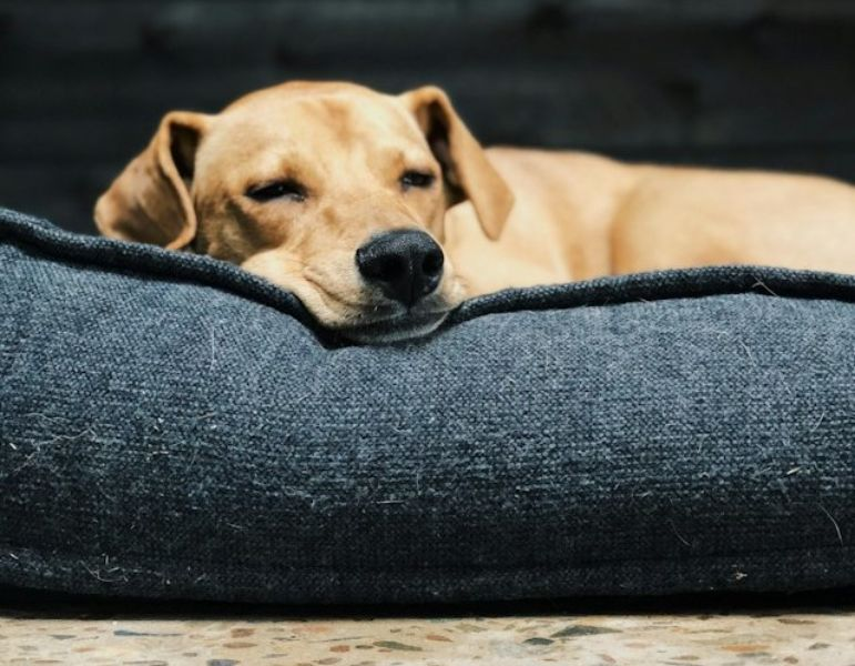 Brown Dog Sleeping On A Pet Bed