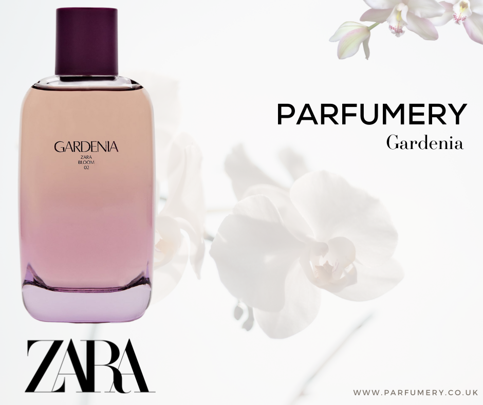 Zara Gardenia (Dupe for YSL Black Opium)