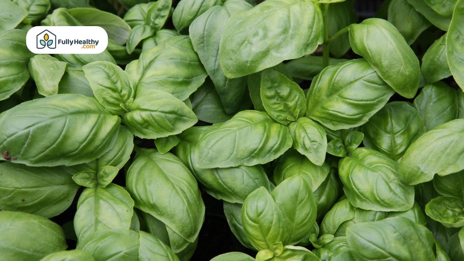 Close-up of vibrant green basil leaves growing in a garden