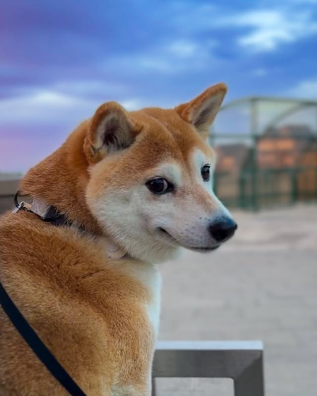 shiba inu dog breed information.. 