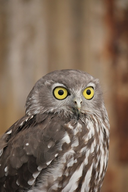 owl, australian owl, australia