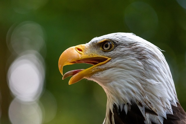 eagle, bird, birds of prey