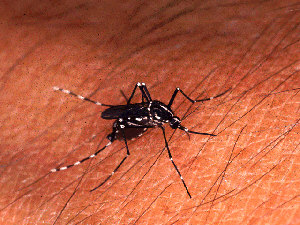 An image of an Asian Tiger mosquito biting a person.