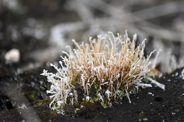 ground frost, frost, nature, freezing, plants, closeup, morning, cold, environment, hard rime