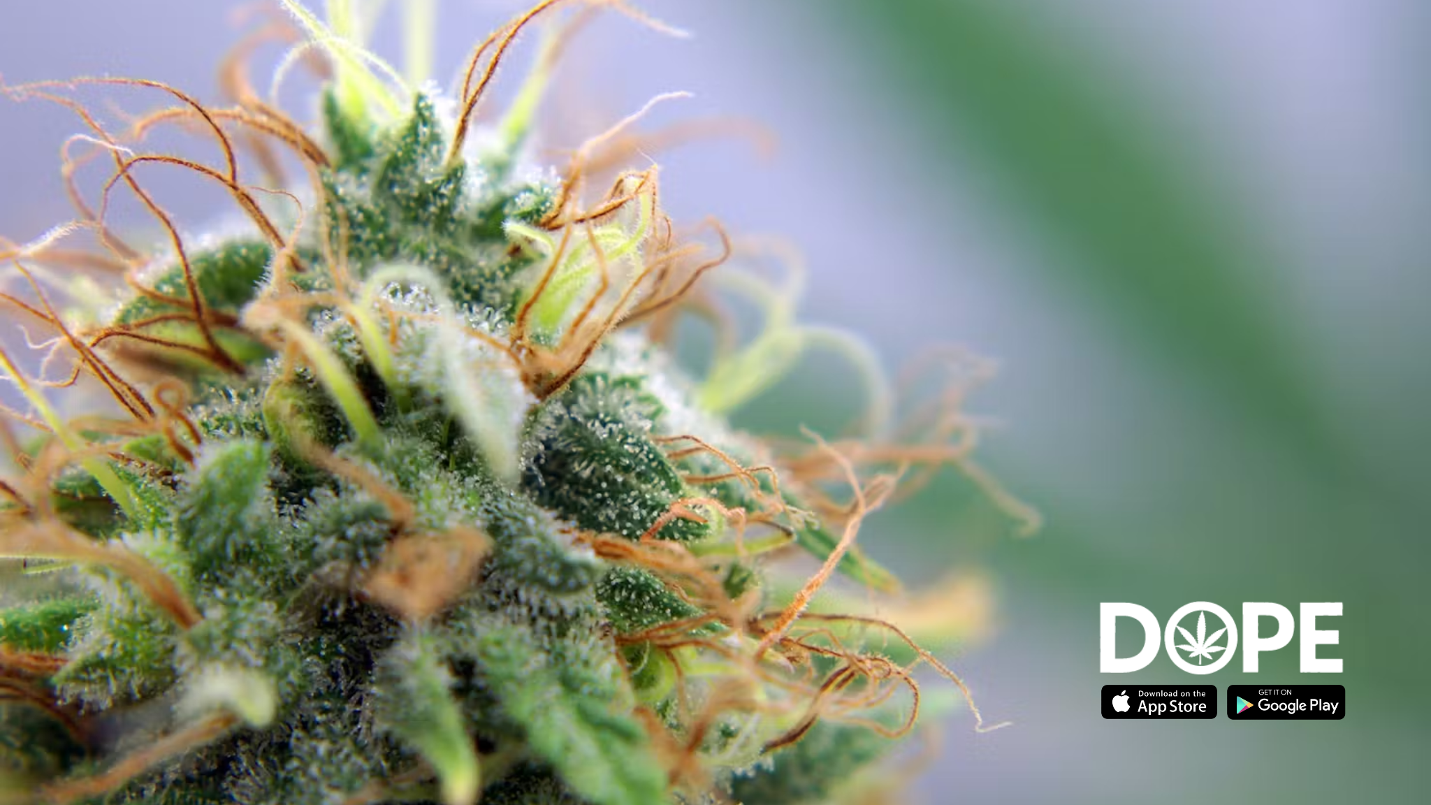 An overview of the Tangie strain showing its distinctive features.