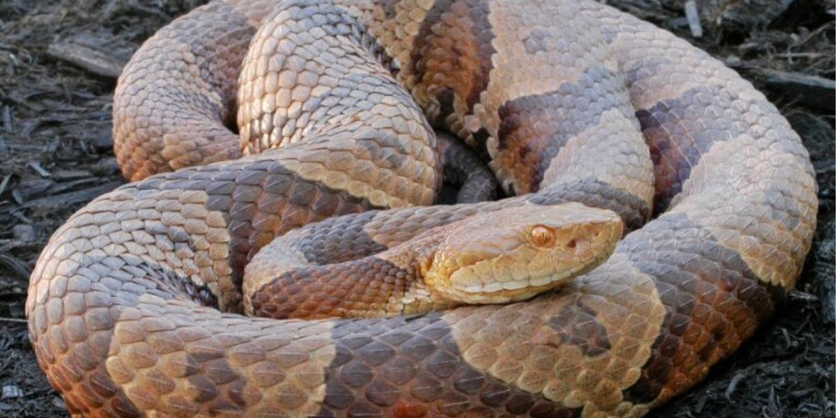 Northern Copperhead Snake, snake 