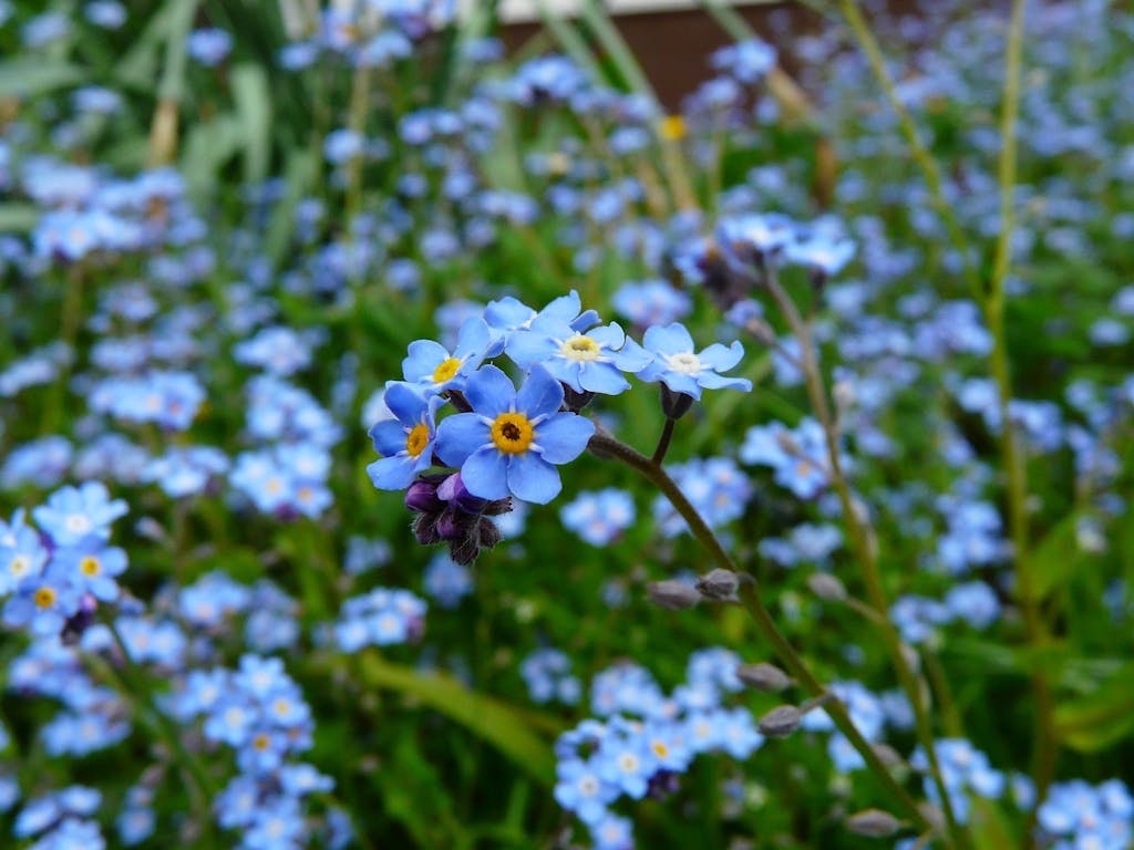 forget me not flowers symbolize memory, which alzheimer's disease clinical trials hope to improve