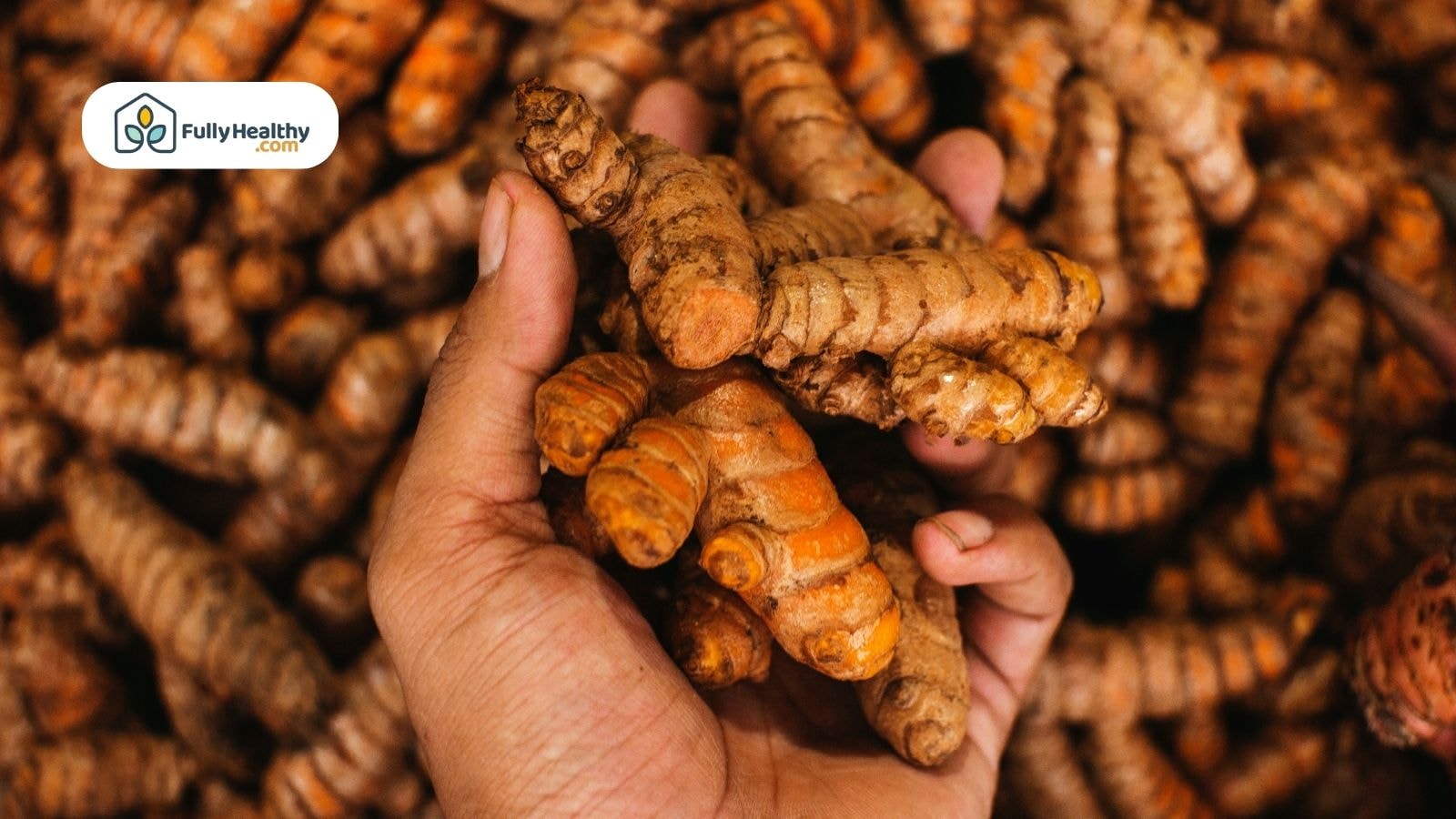 Hand holding raw turmeric roots over a large pile