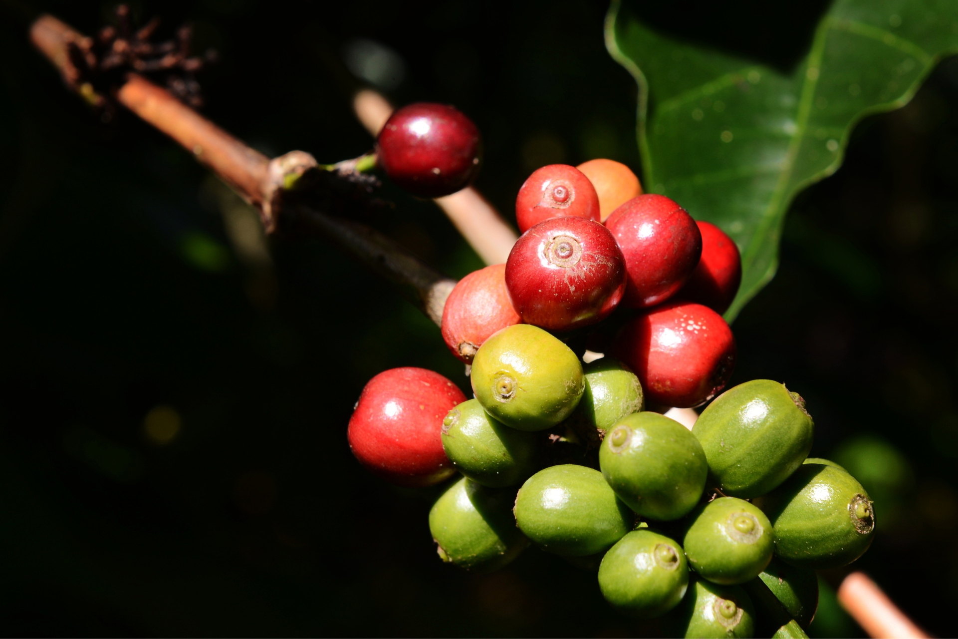 Grãos de café robusta. Foto: andris rengki piciza de Getty Images - Canva.