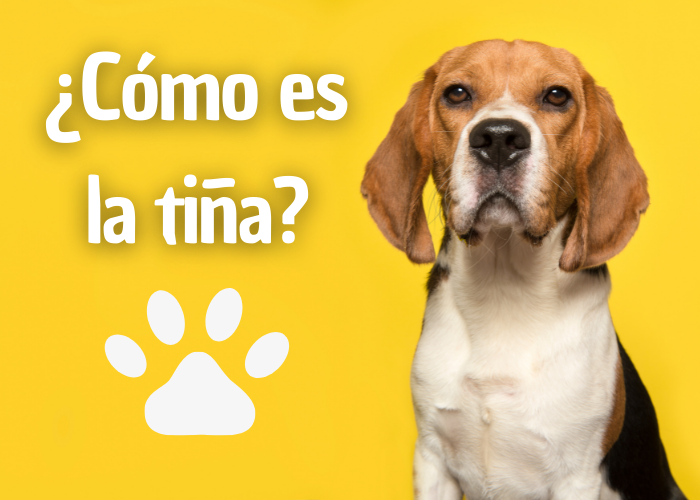 cómo es la tiña en los perros