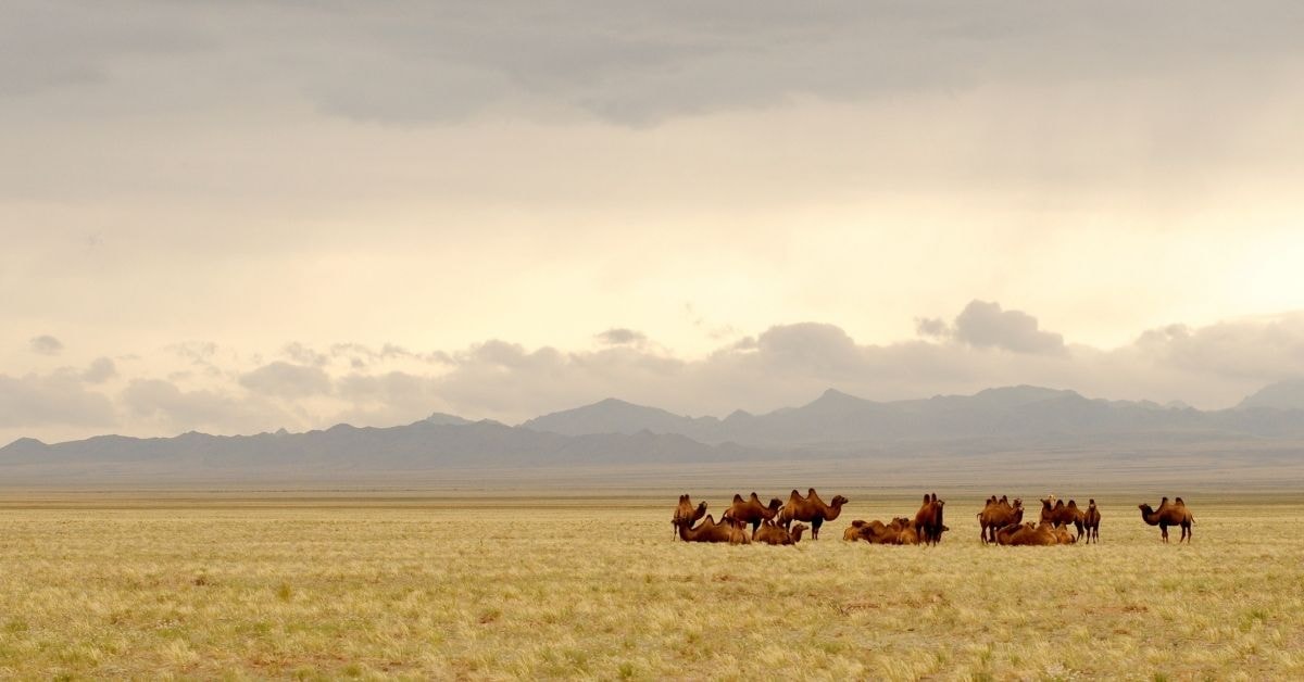 Spring in Mongolia