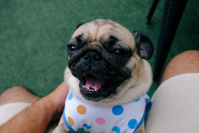 Cute Female Pug Wearing Polka Dot Shirt