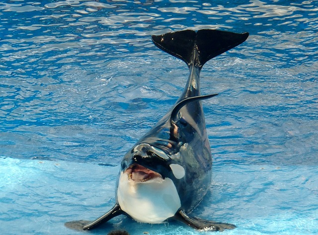 image of whale puns
