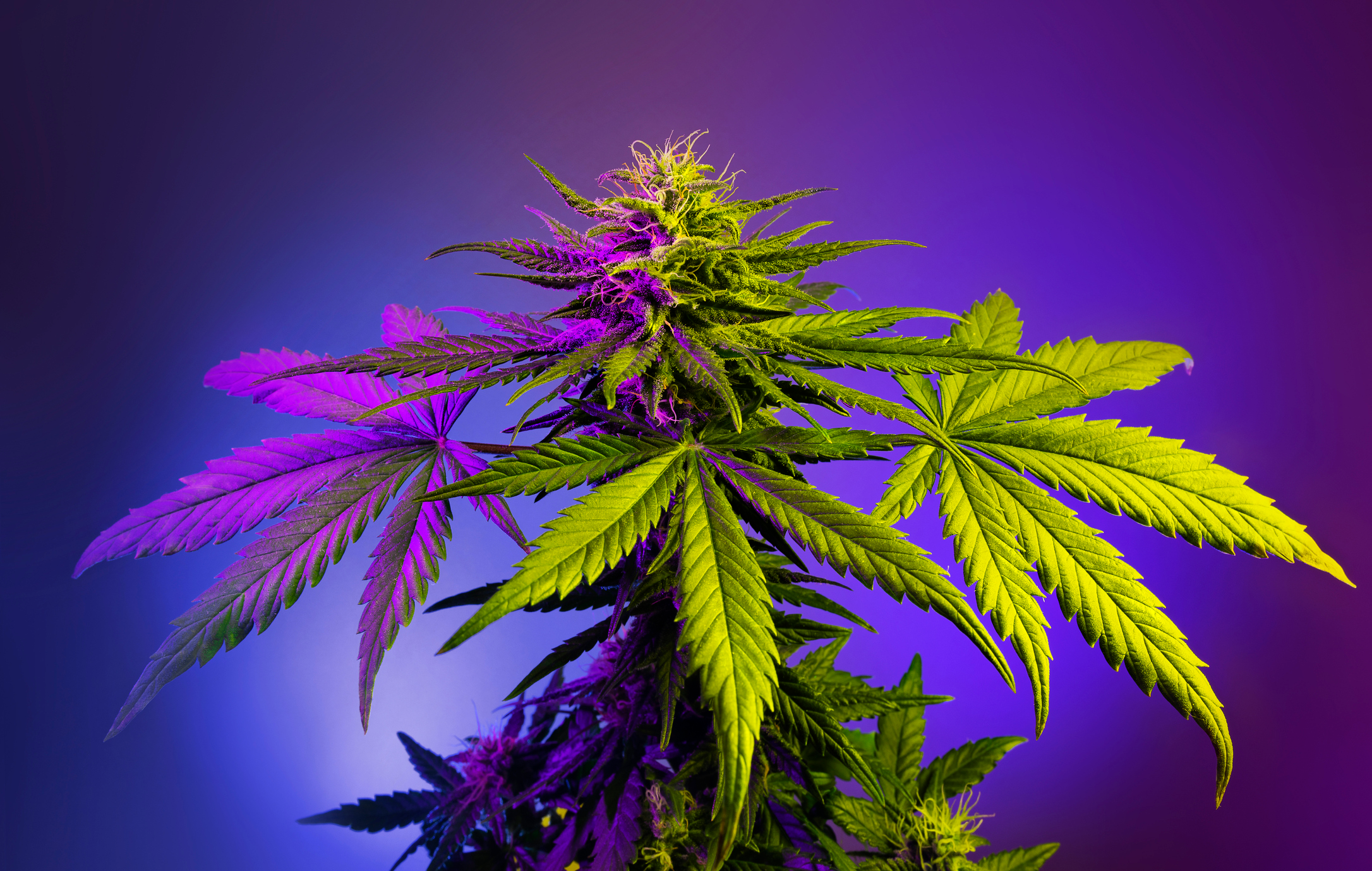 growing cannabis plant, close up with a glowing purple backdrop