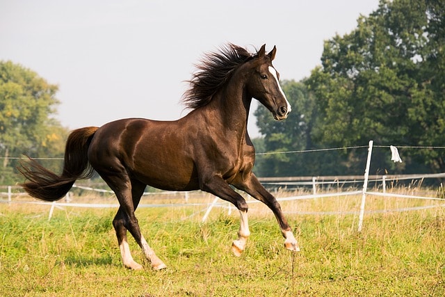 horse, gallop, nature