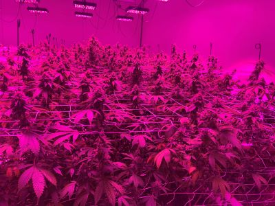 Complete guide to understand the LED Grow Light Distance Chart