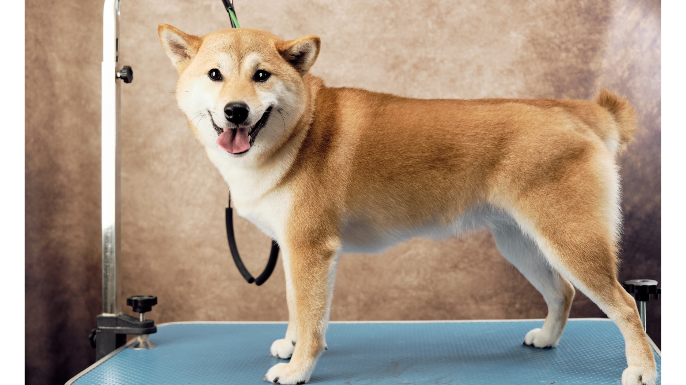 A Shiba standing on a grooming table