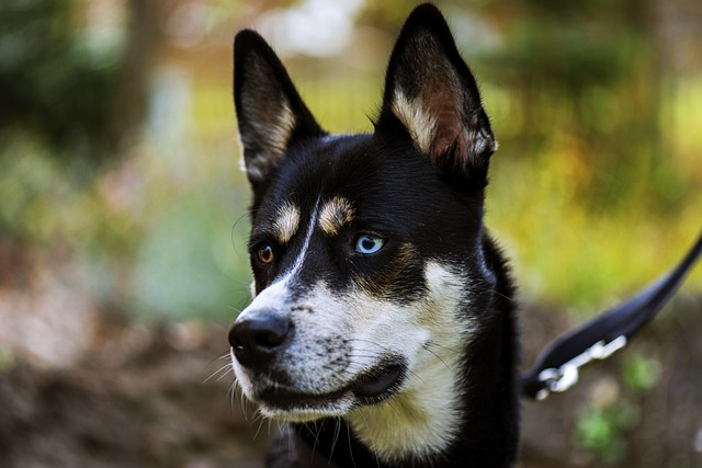 dog, husky, winter