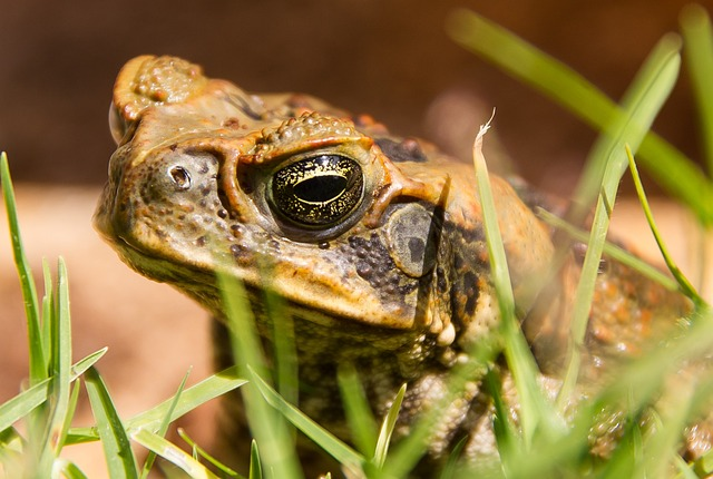 cane toad, toad, bufo marinus