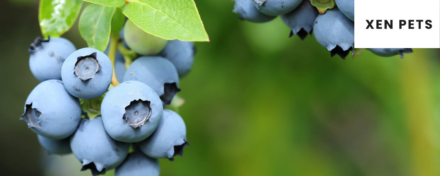 blueberries