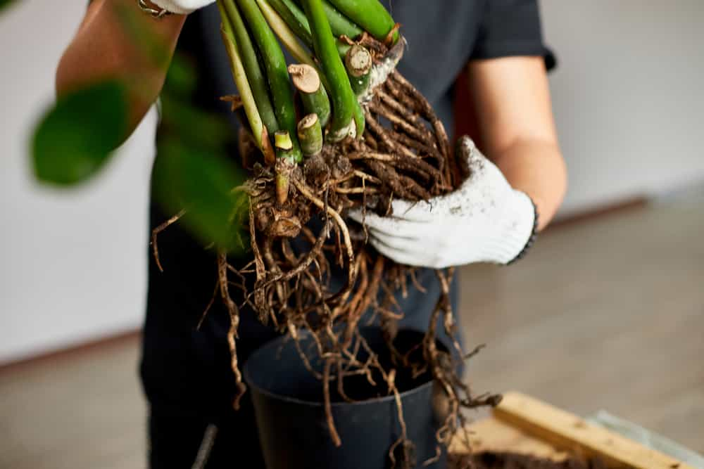 root rot treatment, healthy growth, container plants