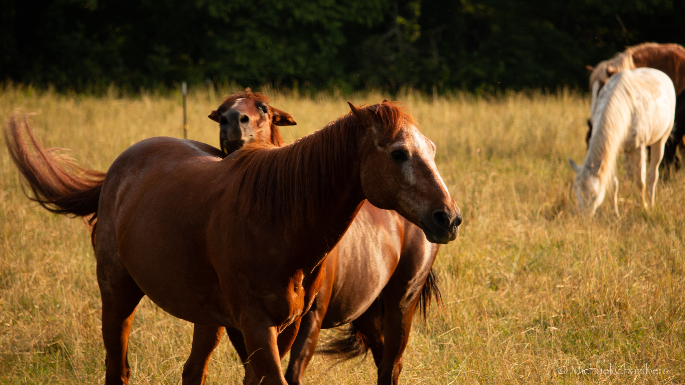 Horseback riding in cades cove 