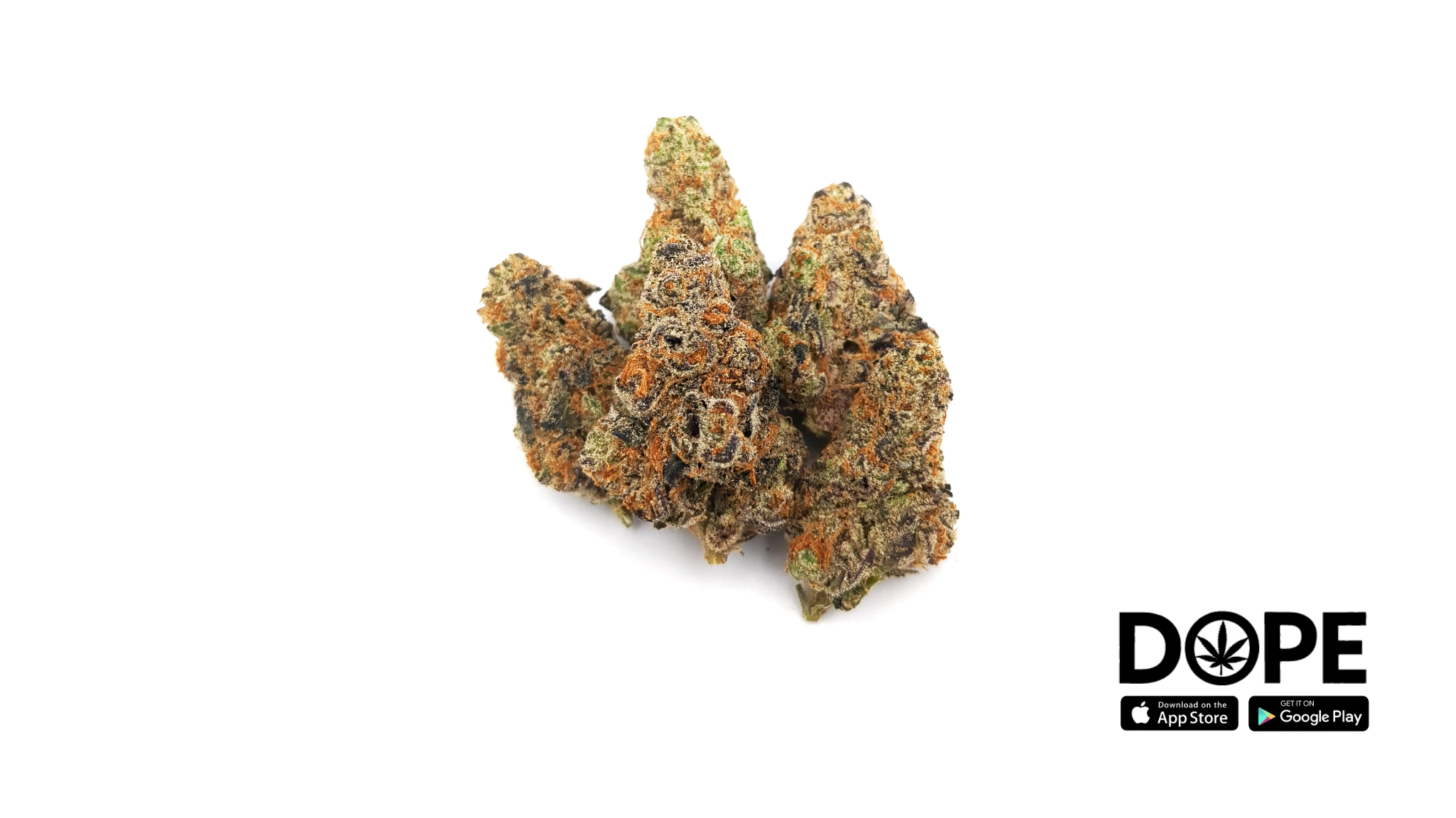 An overview of the Glitterbomb strain, showcasing its vibrant colors and unique appearance.