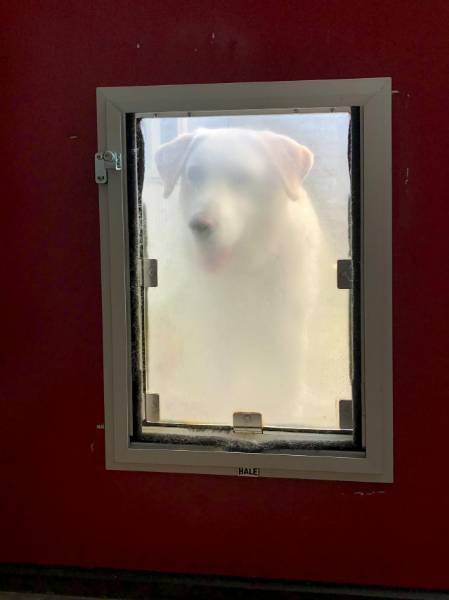 A white dog is seen looking through a semi-transparent pet door installed in a red wall, explaining how to install dog doors in a door