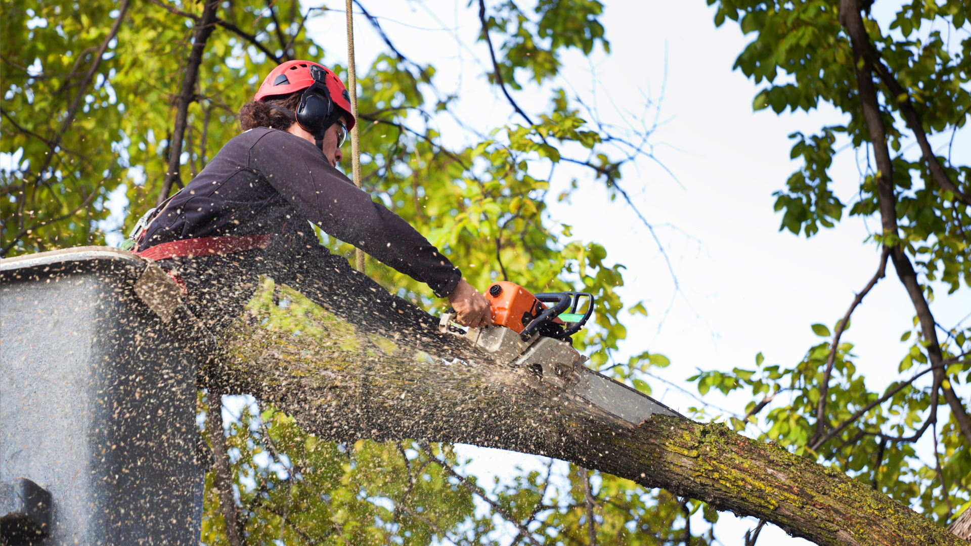 A chainsaw operator cutting down a tree branch for a tree service company.