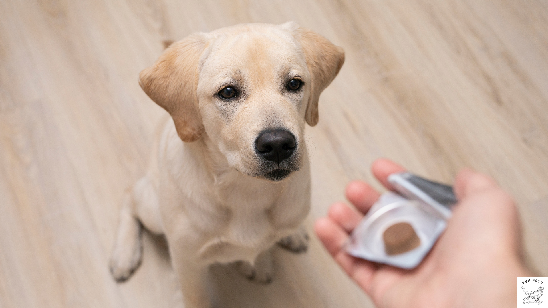 dog taking OTC medicine